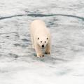 Polar bear