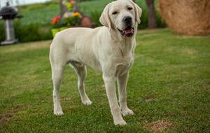 Labrador