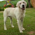 Labrador