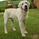 Labrador
