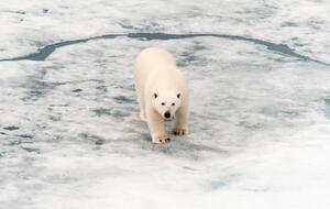 Ours polaire