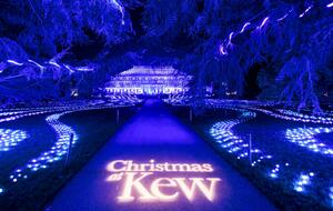 Christmas at Kew  (photo by Oliver Dixon)