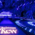 Christmas at Kew  (photo by Oliver Dixon)