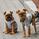 Mascotas