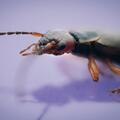 Insect