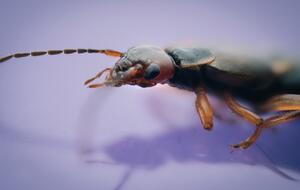 Insect