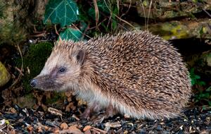 Hedgehog