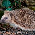 Hedgehog