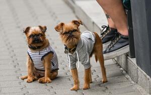 Dogs