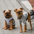Dogs