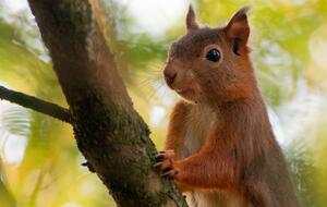 Red squirrel