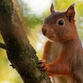 Red squirrel