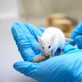 Scientists build tiny VR goggles for mice