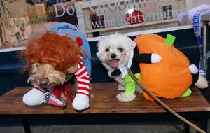 Festival canino