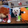 Festival canino